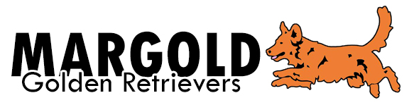 Margold Golden Retrievers