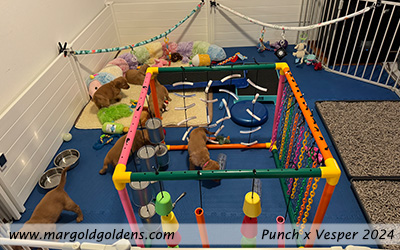 Puppy Indoor Playpen